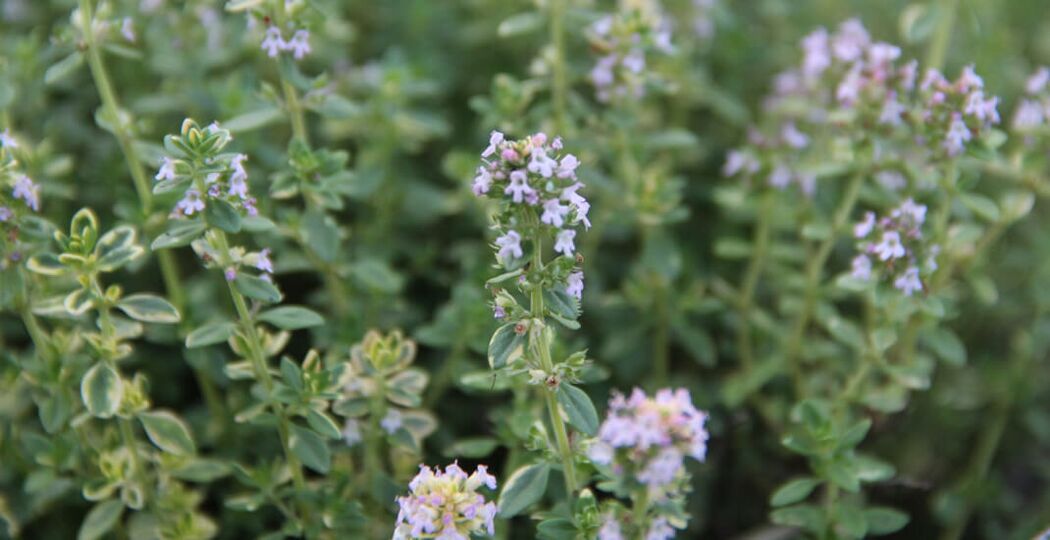 herb against parasites