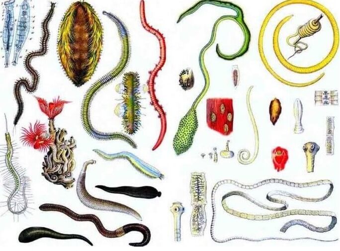 Types of parasites