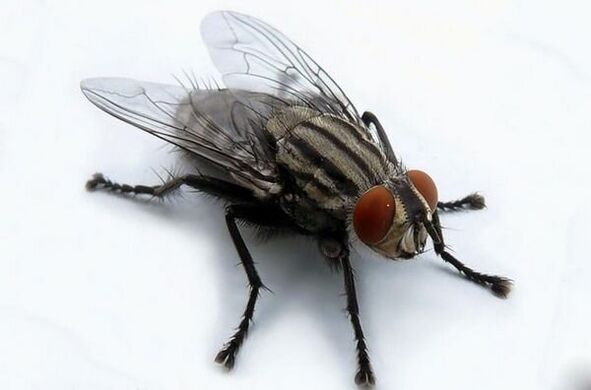 be a carrier of human parasites