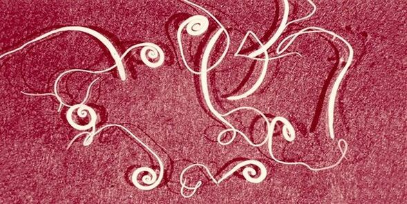 worms from the human body