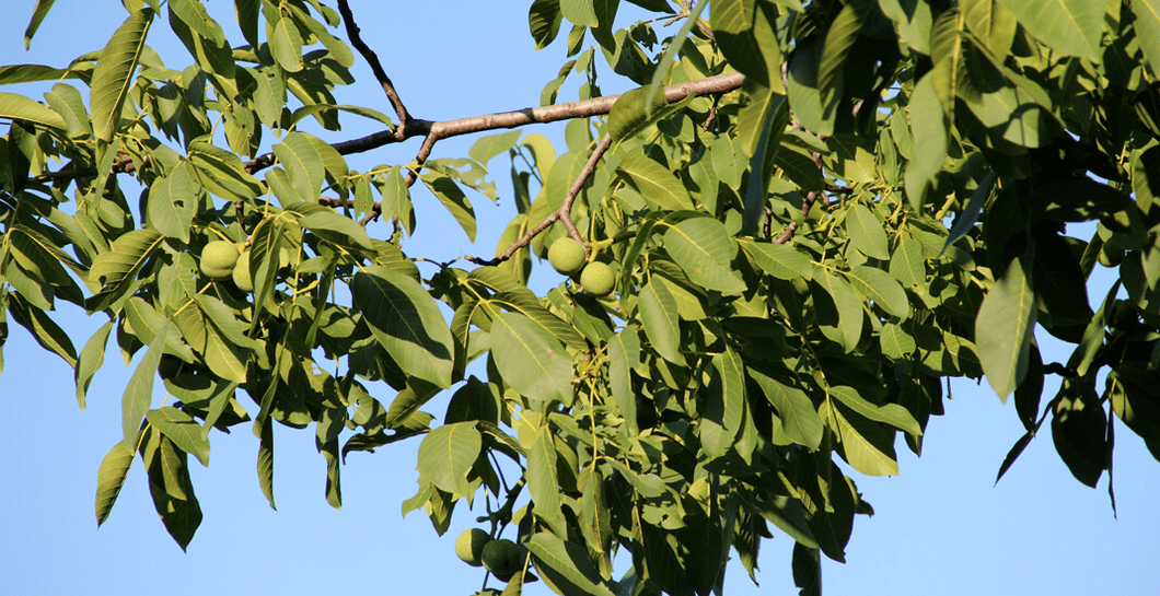parasites live in the nut