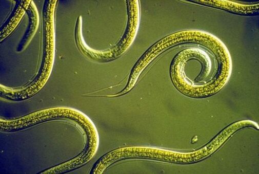 Parasitic nematodes that live in the human small intestine
